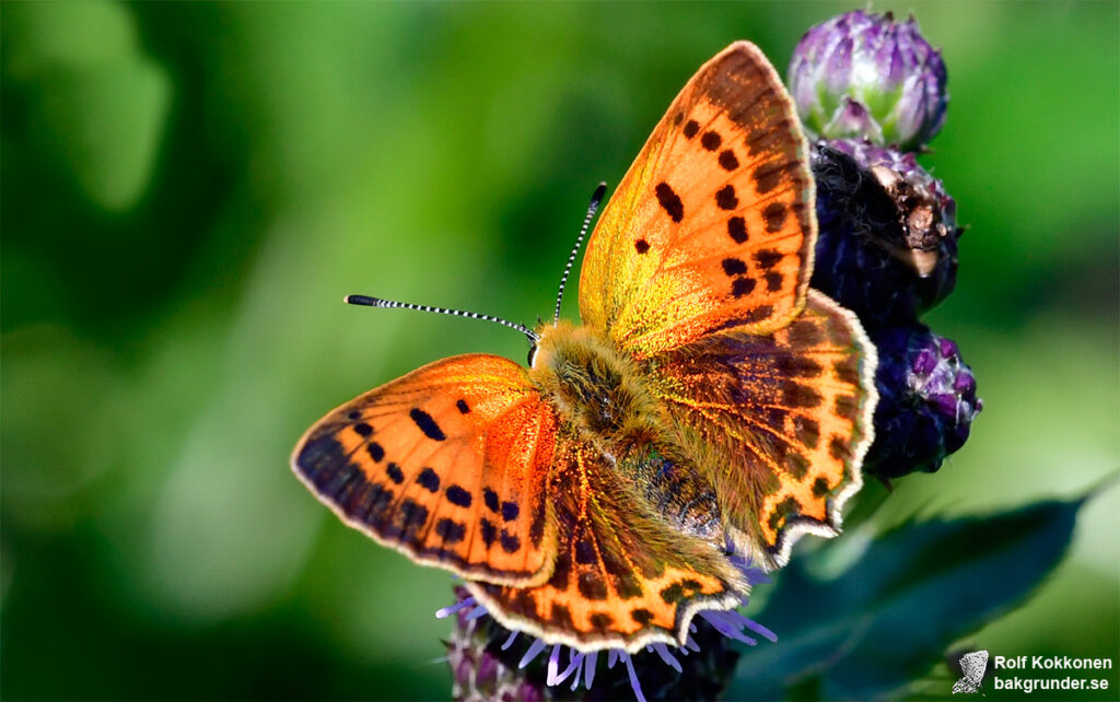 Vitfläckig guldvinge Lycaena virgaureae Hona