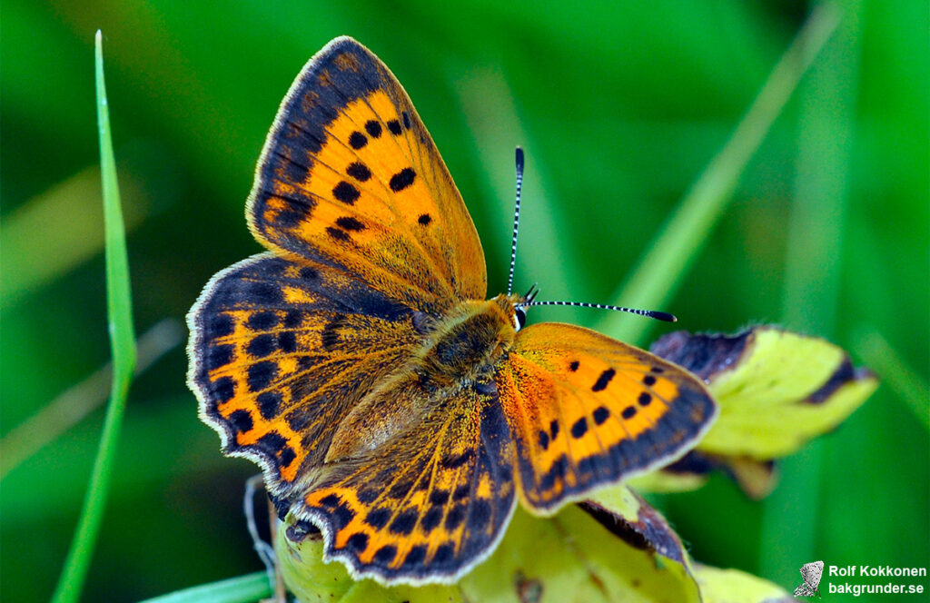 Vitfläckig guldvinge Lycaena virgaureae Hona