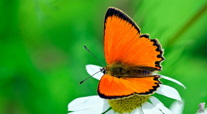 Vitfläckig guldvinge Lycaena virgaureae