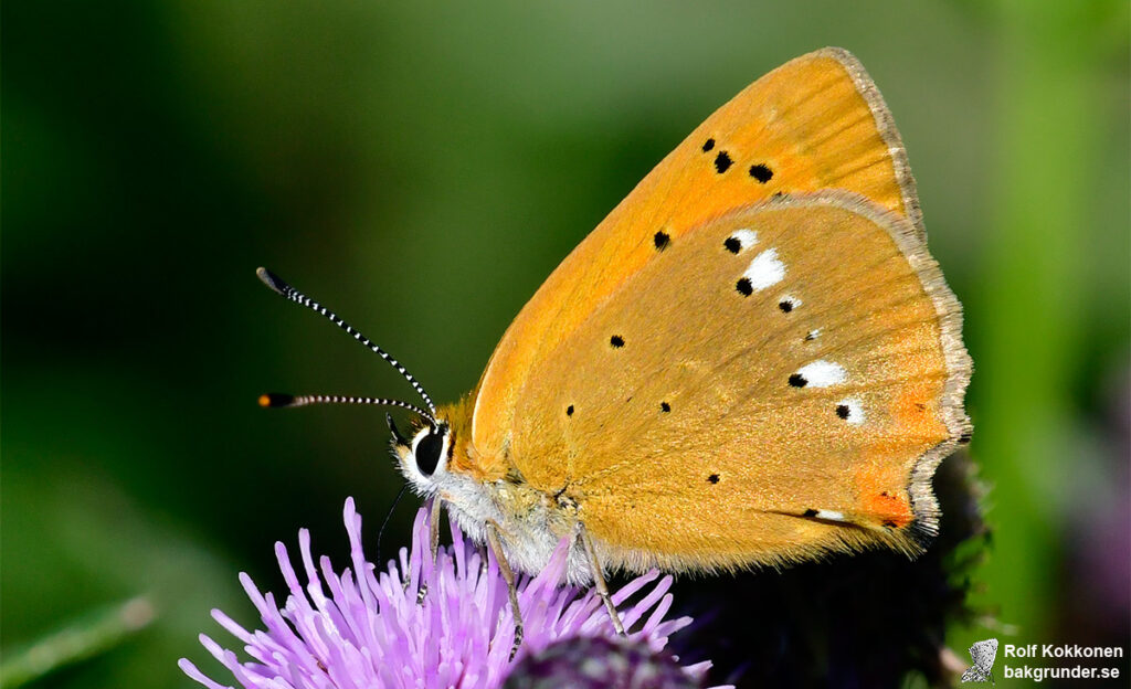 Vitfläckig guldvinge Lycaena virgaureae Vita fläckar