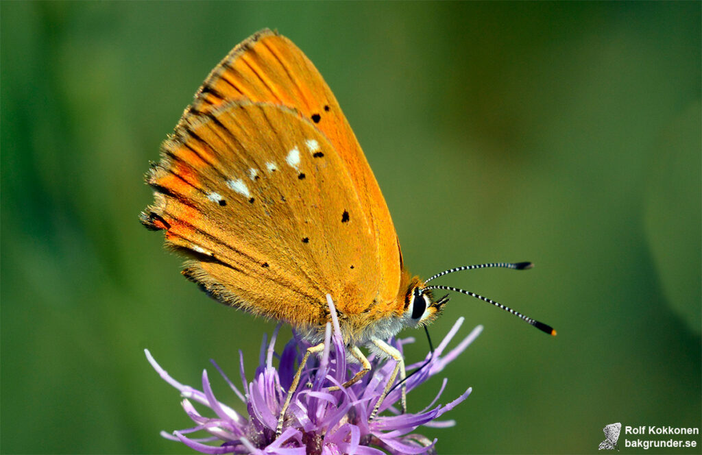 Vitfläckig guldvinge Lycaena virgaureae Vita fläckar