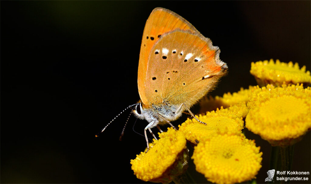 Vitfläckig guldvinge Lycaena virgaureae