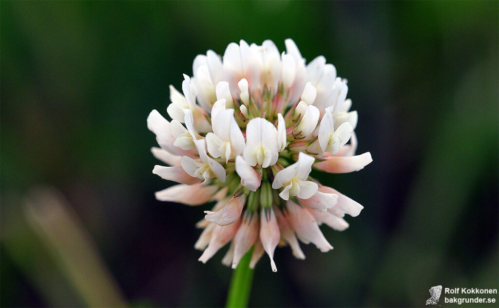 Vitklöver Trifolium repens L.