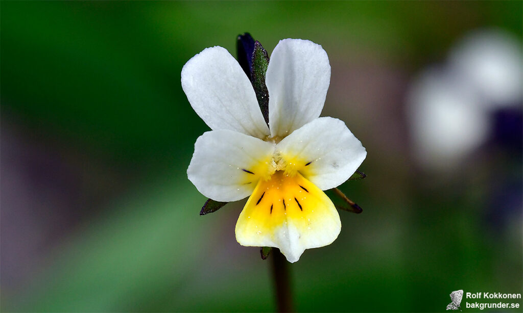 Åkerviol Viola arvensis