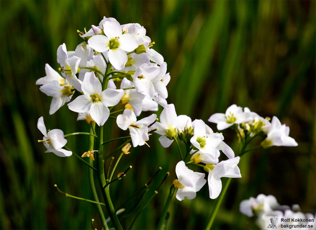 Ängsbräsma Cardamine pratensis