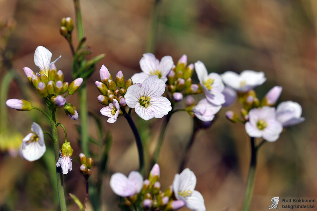 Ängsbräsma Cardamine pratensis