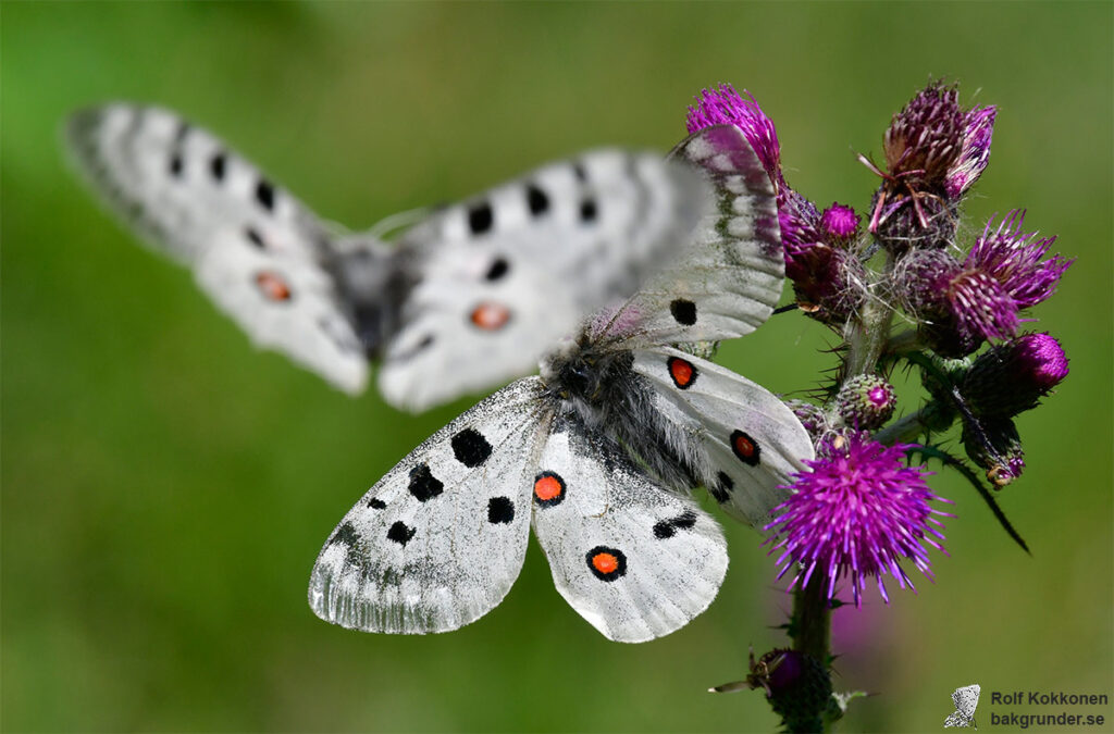 Apollofjäril Parnassius apollo