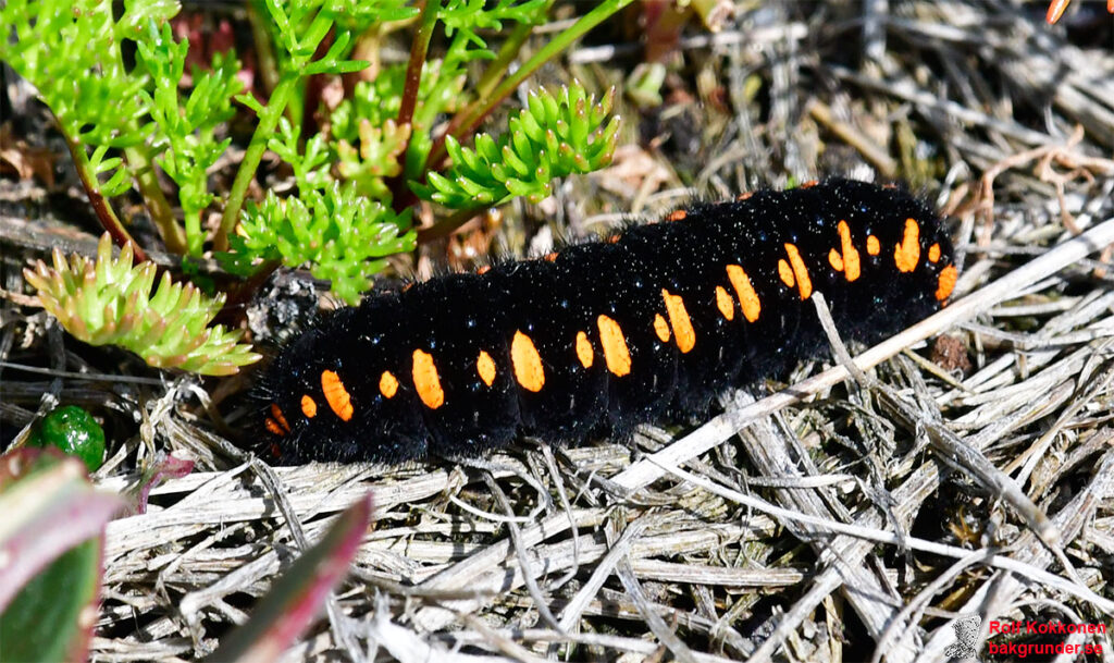 Apollofjäril Parnassius apollo Larv