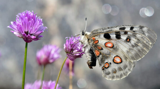 Apollofjäril Parnassius apollo