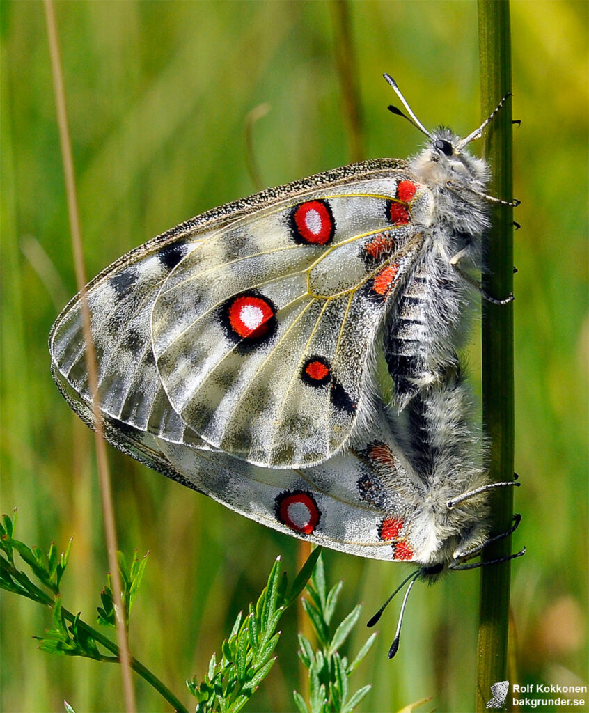 Apollofjäril Parnassius apollo Parning