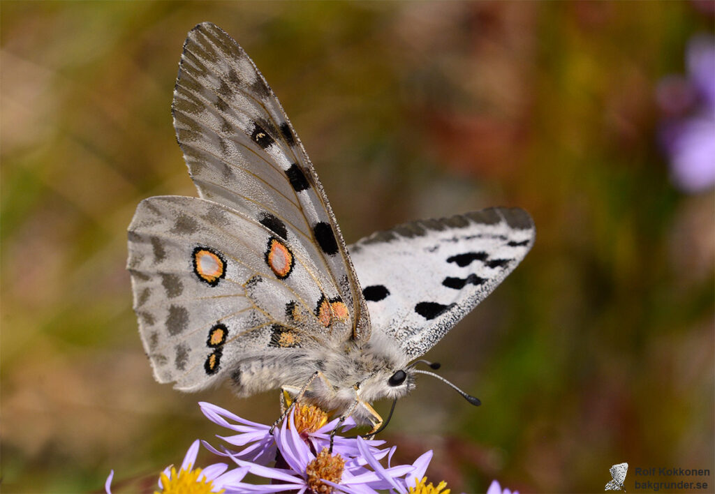 Apollofjäril Parnassius apollo