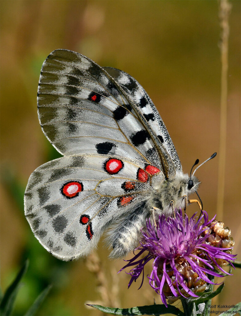 Apollofjäril Parnassius apollo