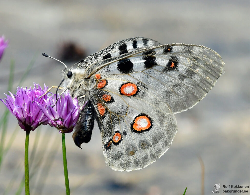 Apollofjäril Parnassius apollo