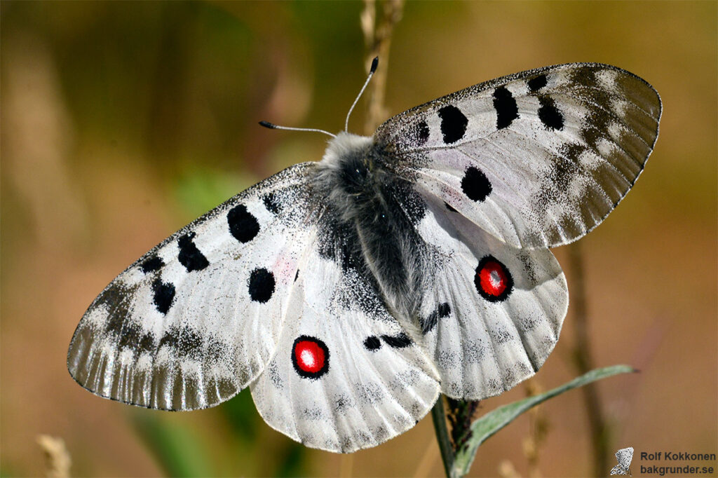 Apollofjäril Parnassius apollo