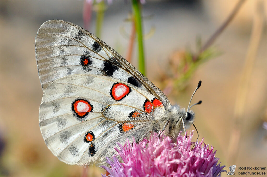 Apollofjäril Parnassius apollo