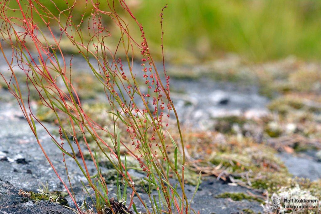 Bergssyra Rumex acetosella