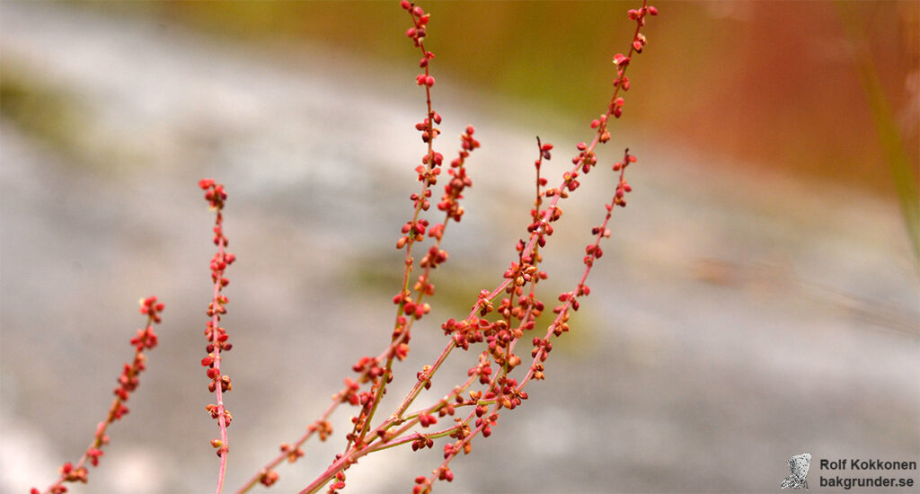 Bergssyra Rumex acetosella