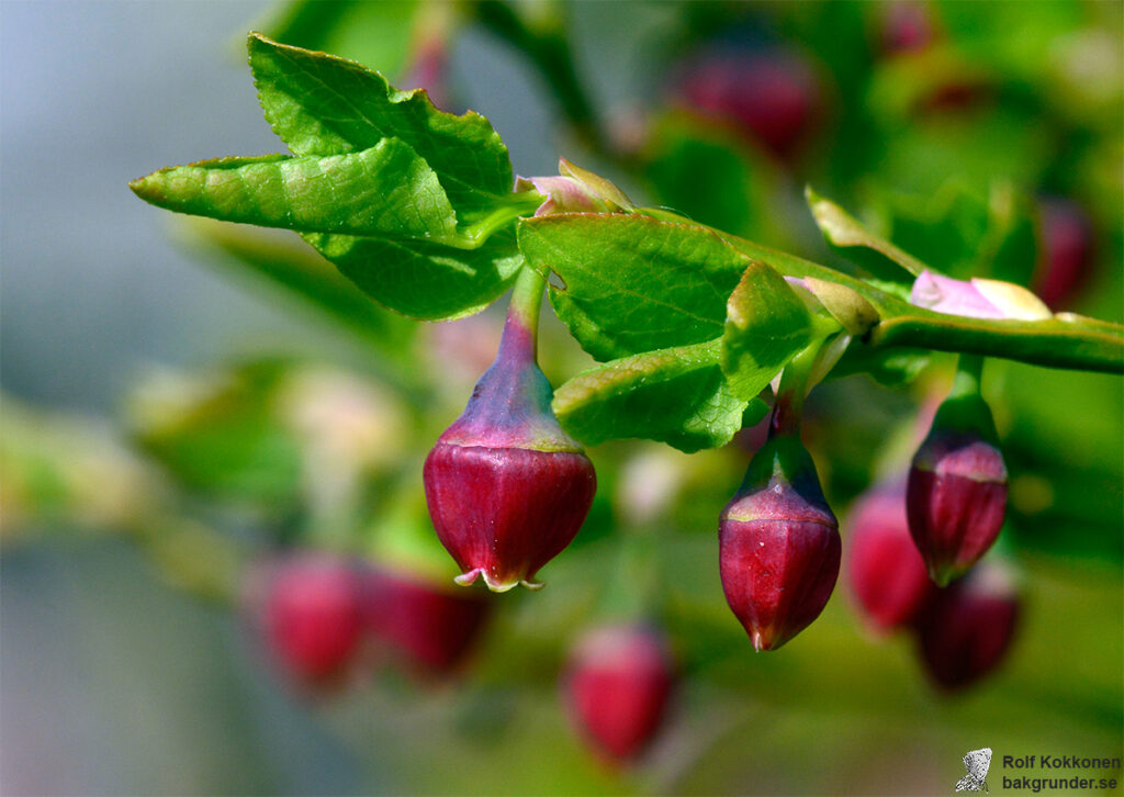 Blåbär Vaccinium myrtillus