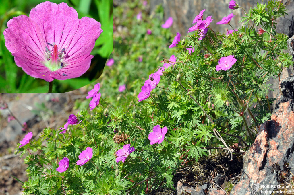 Blodnäva Geranium sanguineum