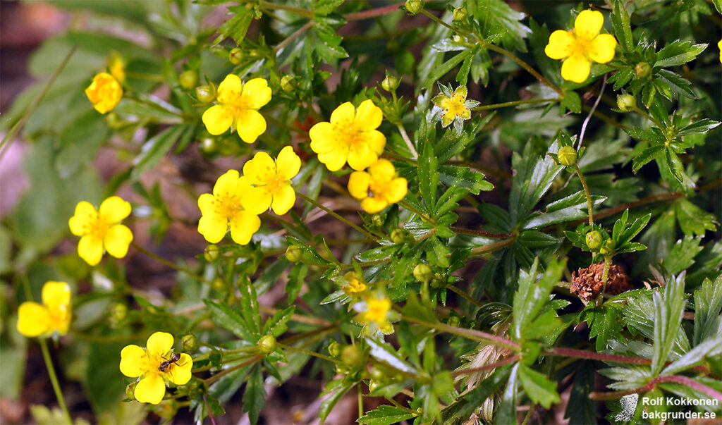 Blodrot Potentilla erecta