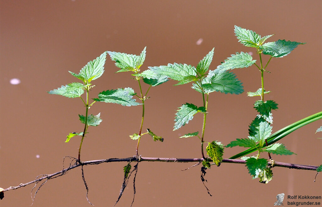 Brännässla Urtica dioica