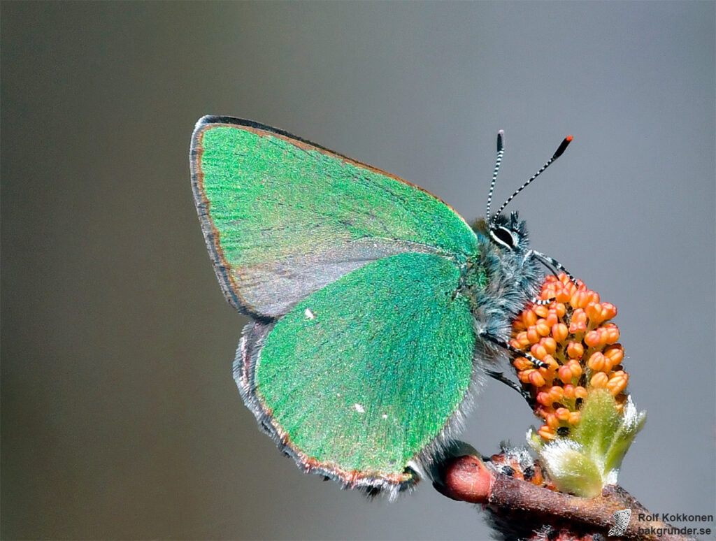 Grönsnabbvinge Callophrys rubi