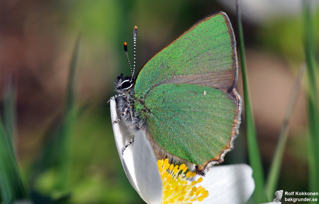 Grönsnabbvinge Callophrys rubi