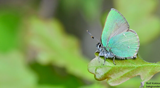 Grönsnabbvinge Callophrys rubi