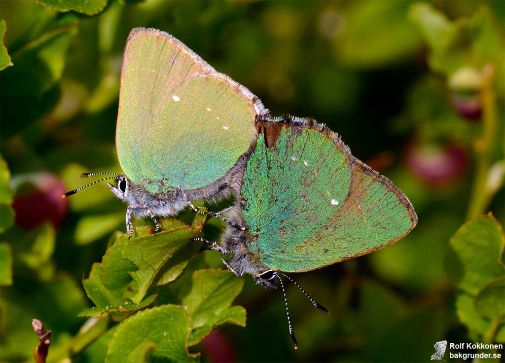 Grönsnabbvinge Callophrys rubi Parning