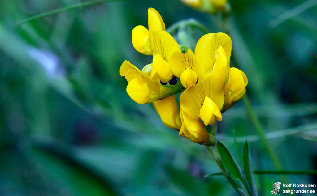 Gulvial Lathyrus pratensis