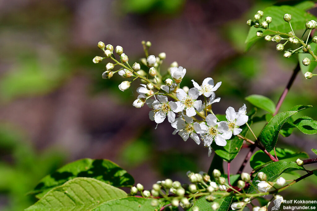 Hägg Prunus padus