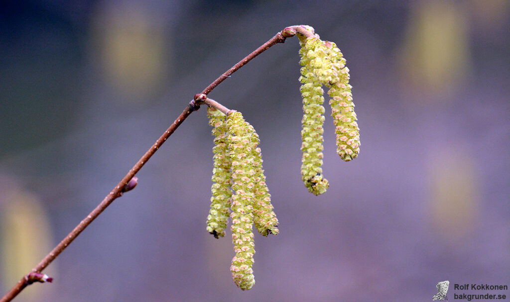 Hassel Corylus avellana