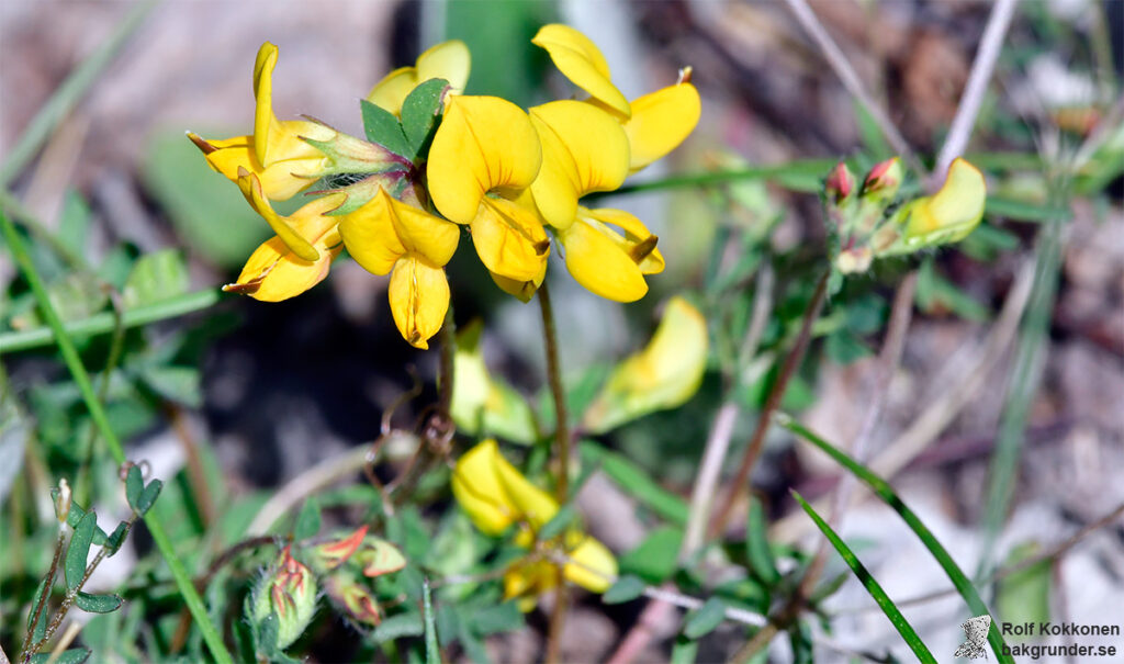 Käringtand Lotus corniculatus