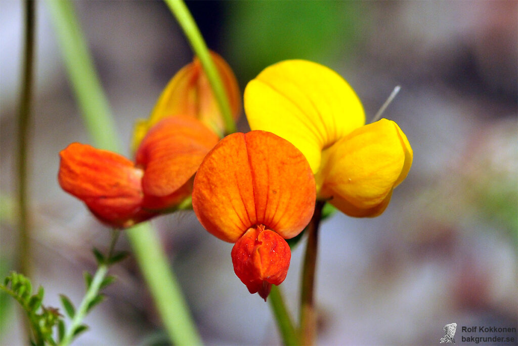 Käringtand Lotus corniculatus