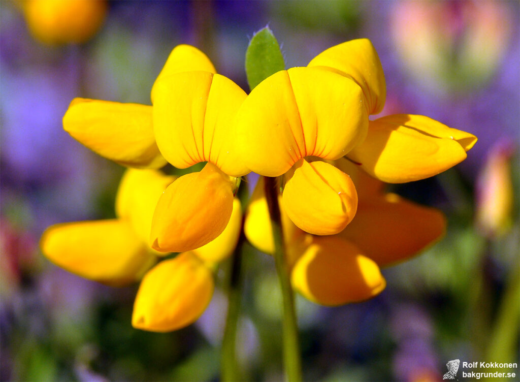 Vanlig käringtand Lotus corniculatus