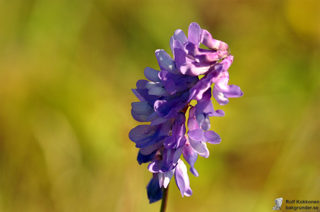 Kråkvicker Vicia cracca