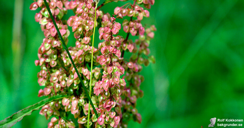 Krusskräppa Rumex crispus