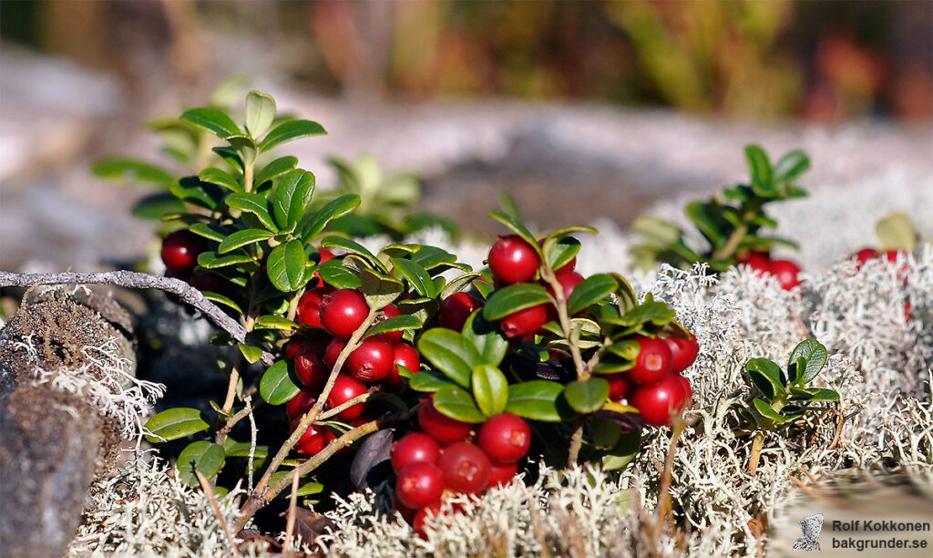 Lingon Vaccinium vitis idaea