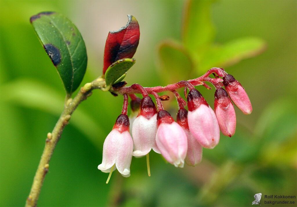 Lingon Vaccinium vitis idaea