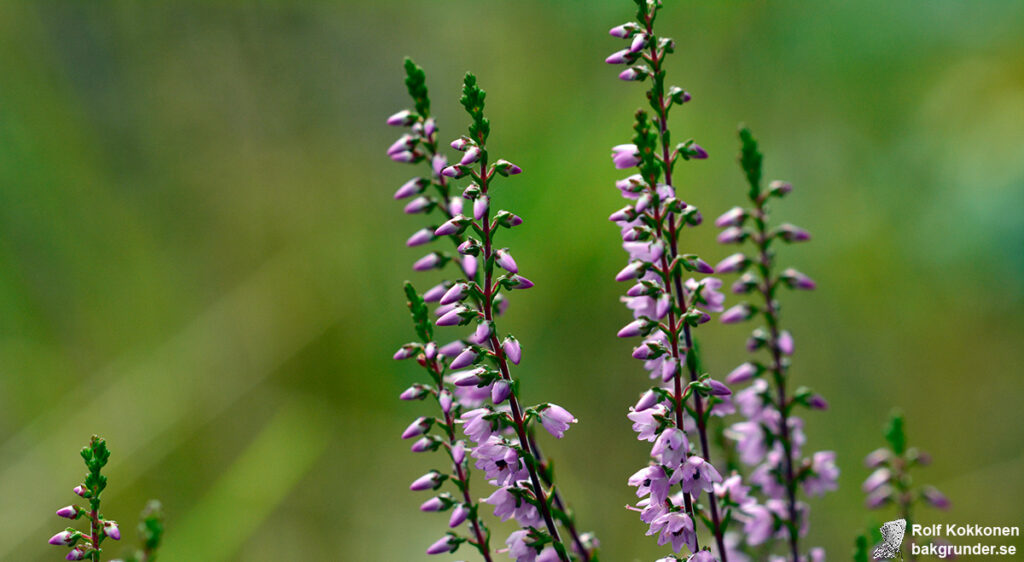 Ljung Calluna vulgaris