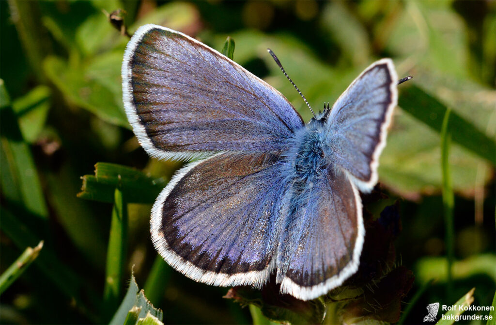 Ljungblåvinge Plebejus argus Hane