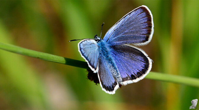 Ljungblåvinge Plebejus argus