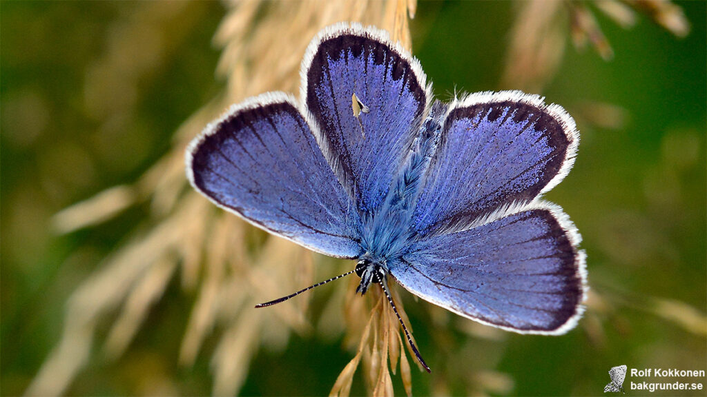 Ljungblåvinge Plebejus argus Hane