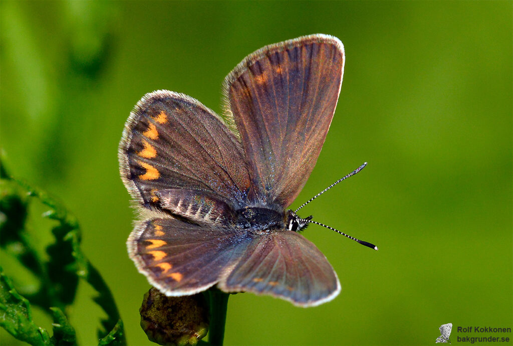 Ljungblåvinge Plebejus argus Hona