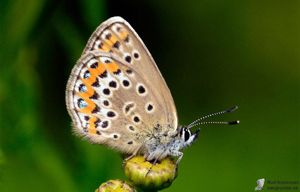 Ljungblåvinge Plebejus argus Hona