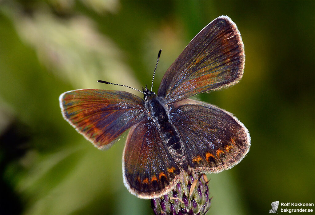 Ljungblåvinge Plebejus argus Hona