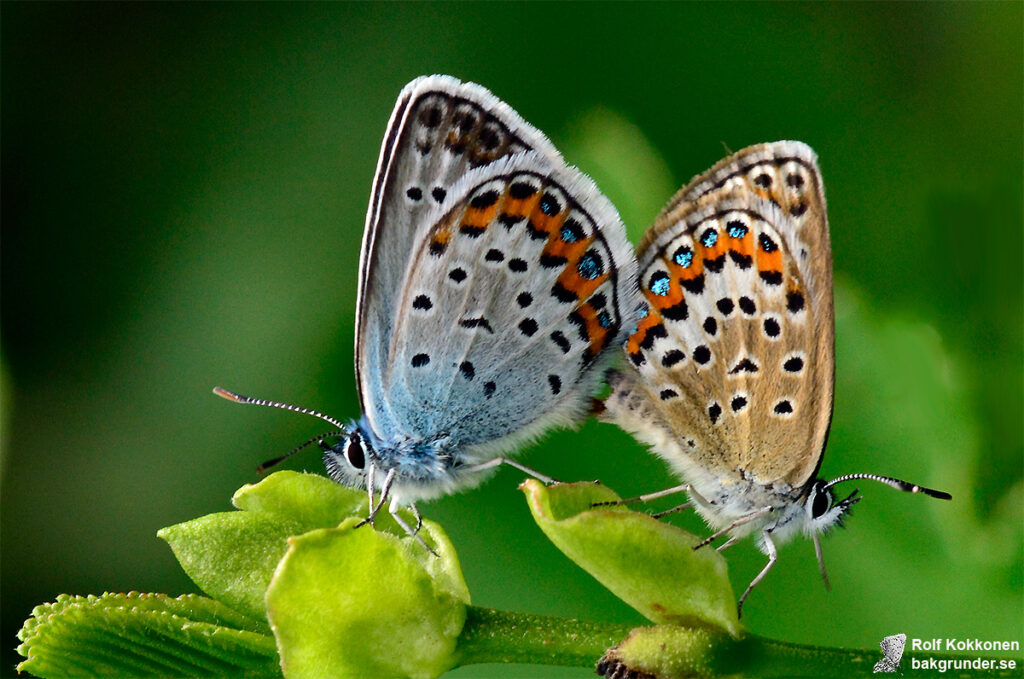 Ljungblåvinge Plebejus argus Parning