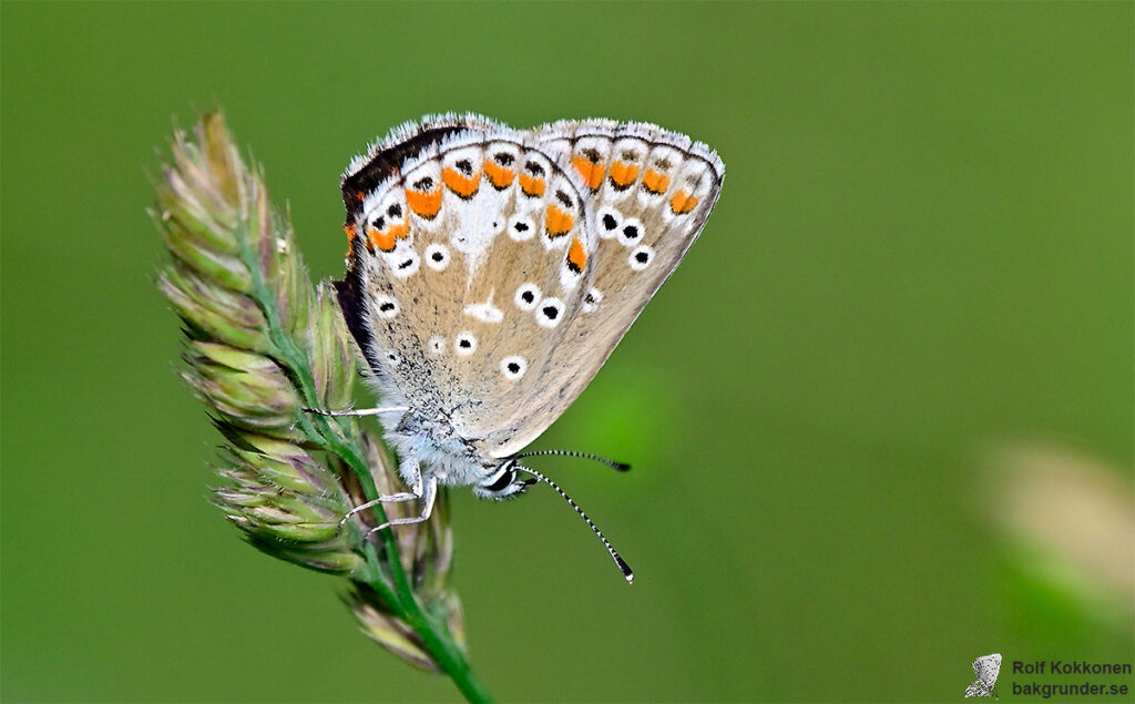 Midsommarblåvinge Aricia artaxerxes