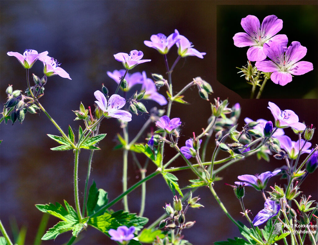 Midsommarblomster Skogsnäva Geranium sylvaticum