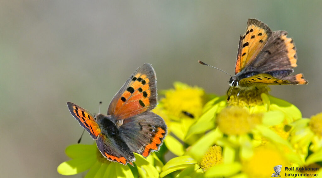 Mindre guldvingar Lycaena phlaeas